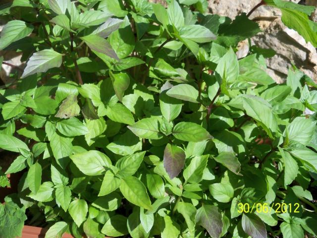 Name:  100_7640.jpg
Views: 2214
Size:  70.1 KB