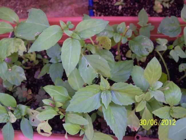 Name:  100_7648.jpg
Views: 2156
Size:  48.1 KB