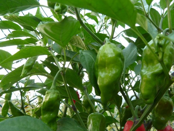 Name:  bhut.jpg
Views: 3088
Size:  67.4 KB