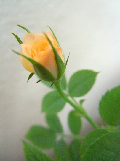 Name:  DSCN5823.JPG
Views: 1645
Size:  57.9 KB