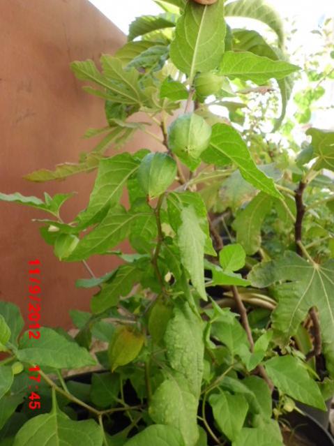 Name:  Resim 036.jpg
Views: 1944
Size:  45.3 KB