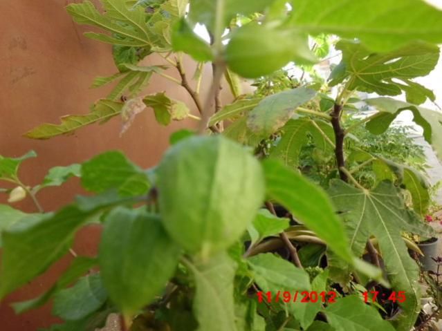 Name:  Resim 038.jpg
Views: 1820
Size:  41.7 KB