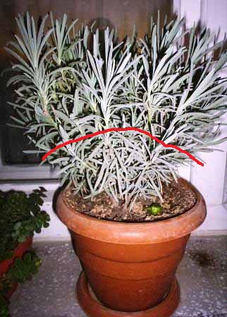 Name:  Lavantaelikten2.jpg
Views: 8729
Size:  65.4 KB