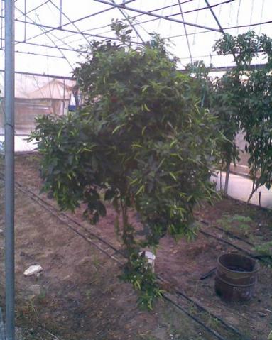 Name:  Grnt010.jpg
Views: 1472
Size:  36.4 KB