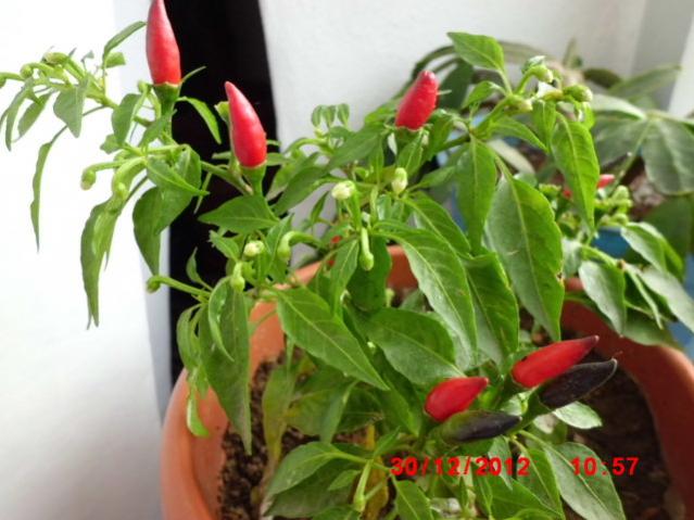 Name:  CIMG3021.jpg
Views: 1323
Size:  46.4 KB