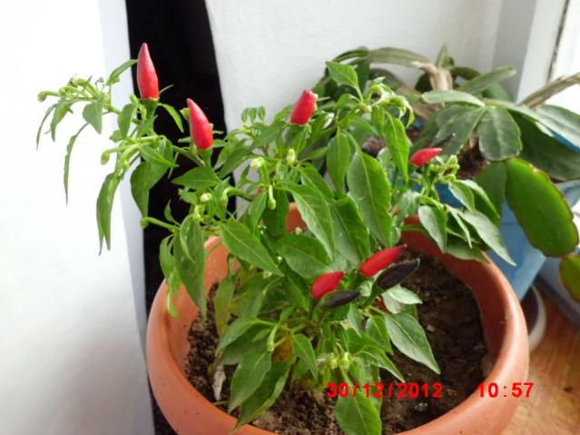 Name:  CIMG3020.jpg
Views: 1246
Size:  45.2 KB