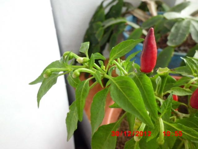 Name:  CIMG3014.jpg
Views: 1226
Size:  33.9 KB