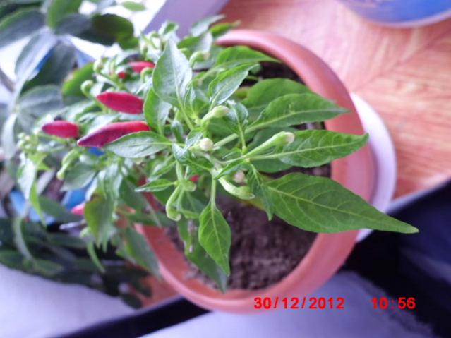 Name:  CIMG3018.jpg
Views: 1268
Size:  40.8 KB