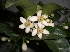 Name:  limon iei.JPG
Views: 43567
Size:  5.7 KB