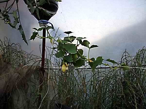 Name:  kor 19 6 2.JPG
Views: 5079
Size:  44.5 KB