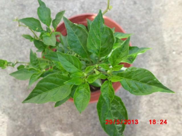 Name:  CIMG4236.jpg
Views: 1289
Size:  37.7 KB