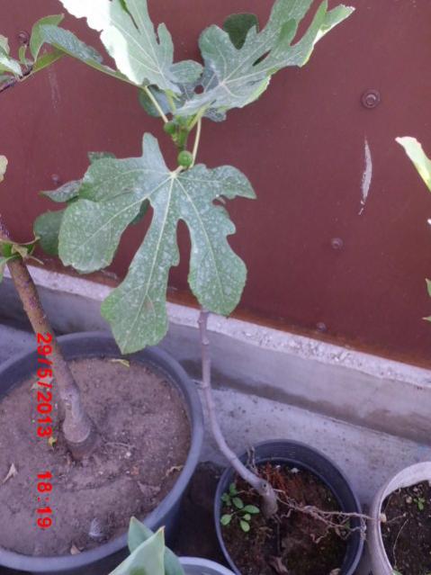 Name:  CIMG4207.jpg
Views: 3755
Size:  40.5 KB