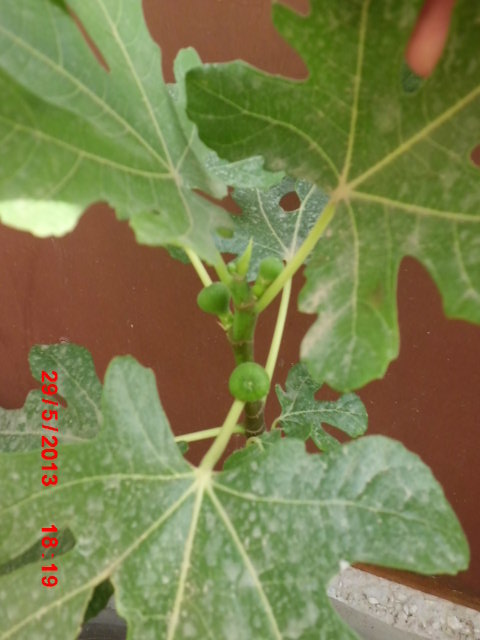 Name:  CIMG4208.JPG
Views: 3788
Size:  69.7 KB