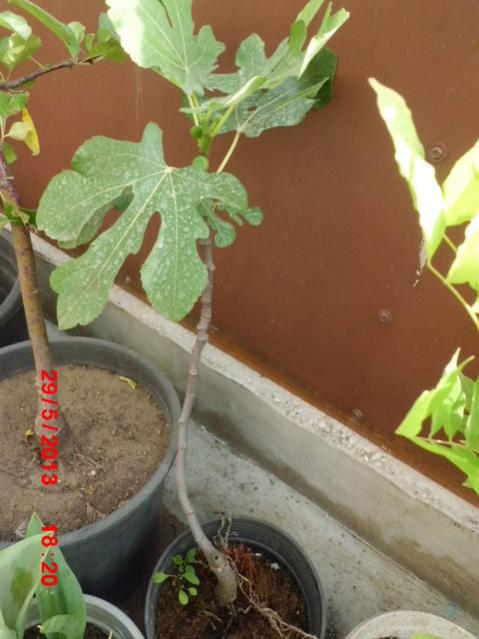 Name:  CIMG4210.jpg
Views: 3778
Size:  42.4 KB