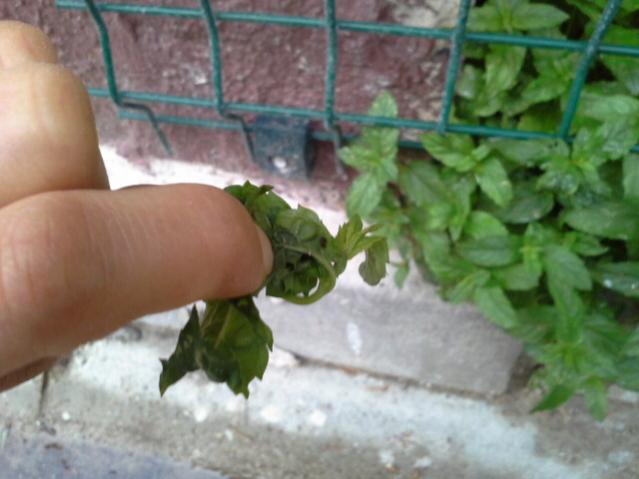Name:  20130615_194800.jpg
Views: 2046
Size:  36.2 KB