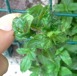 Name:  20130615_194721-1.jpg
Views: 2197
Size:  68.5 KB