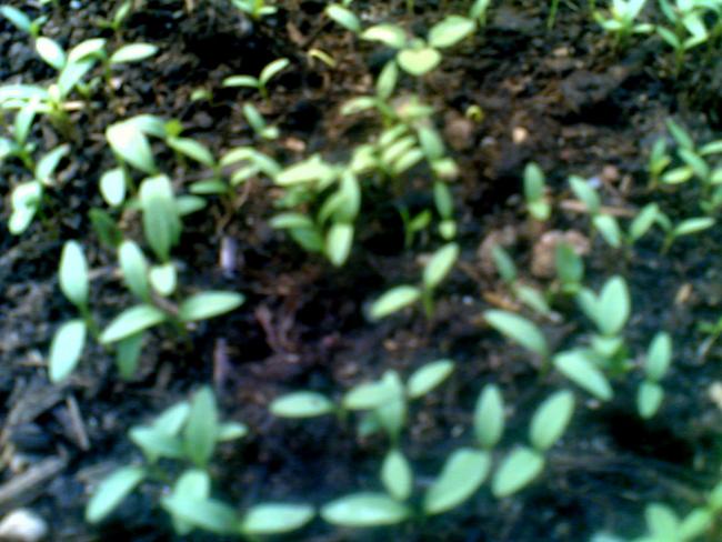 Name:  mydnz.jpg
Views: 2293
Size:  49.5 KB