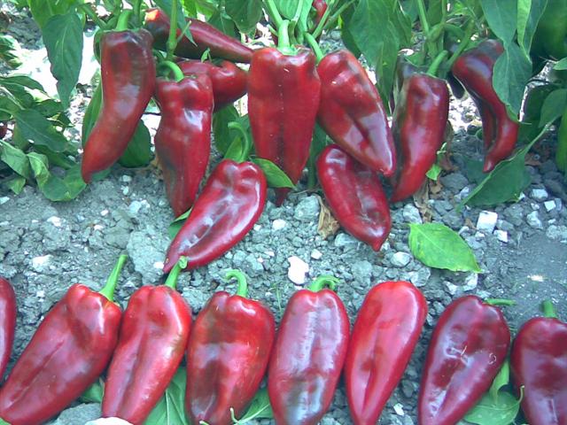 Name:  kapya.jpg
Views: 11230
Size:  67.4 KB