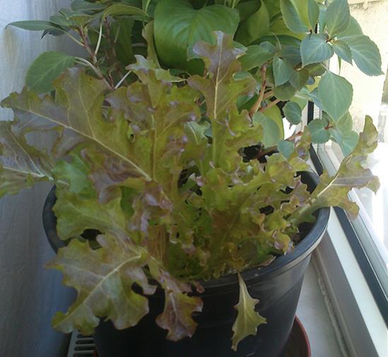 Name:  kirmizi_salata.jpg
Views: 2497
Size:  40.8 KB
