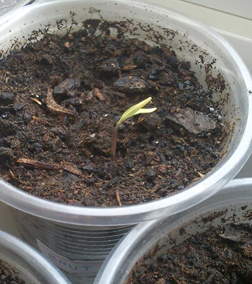 Name:  bhut_jolokia.jpg
Views: 1335
Size:  59.0 KB
