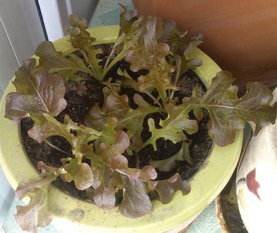 Name:  red_salad_bowl.jpg
Views: 1976
Size:  41.5 KB