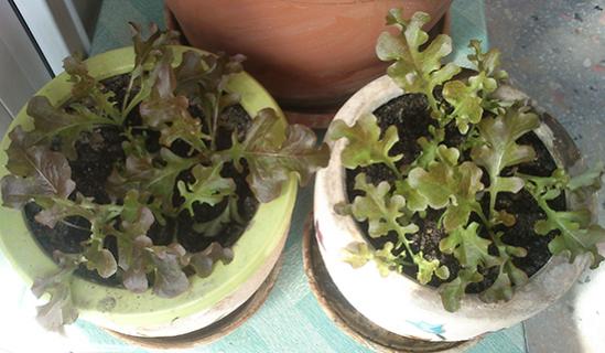 Name:  salad_bowl.jpg
Views: 1936
Size:  33.9 KB