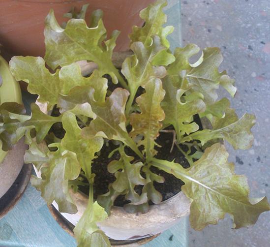 Name:  red_salad.jpg
Views: 2111
Size:  43.8 KB