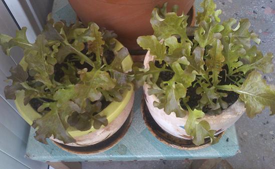 Name:  salad_bowl.jpg
Views: 2128
Size:  33.7 KB