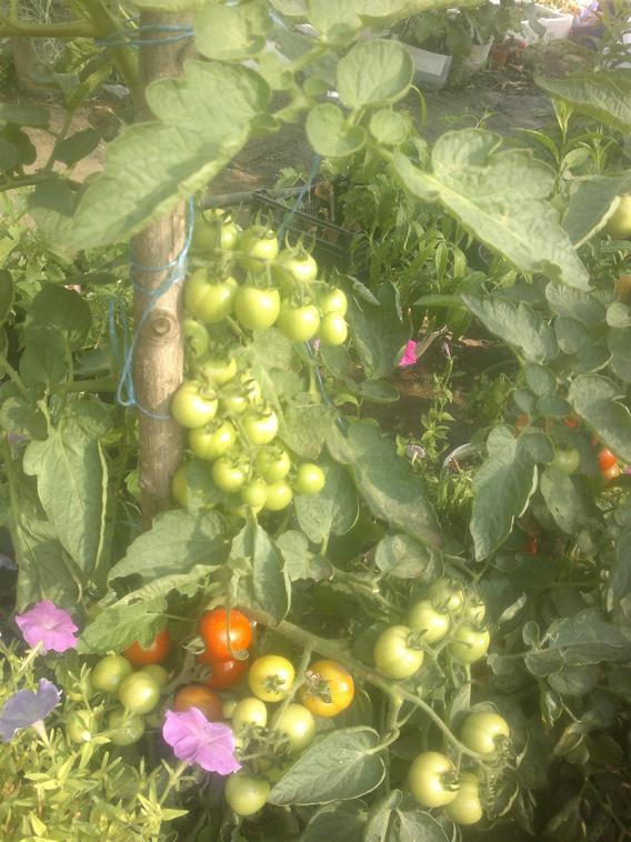 Name:  2013-08-11-1423.jpg
Views: 1901
Size:  73.2 KB