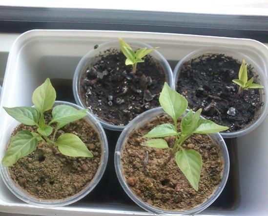 Name:  bhut_jolokia.jpg
Views: 1389
Size:  42.4 KB