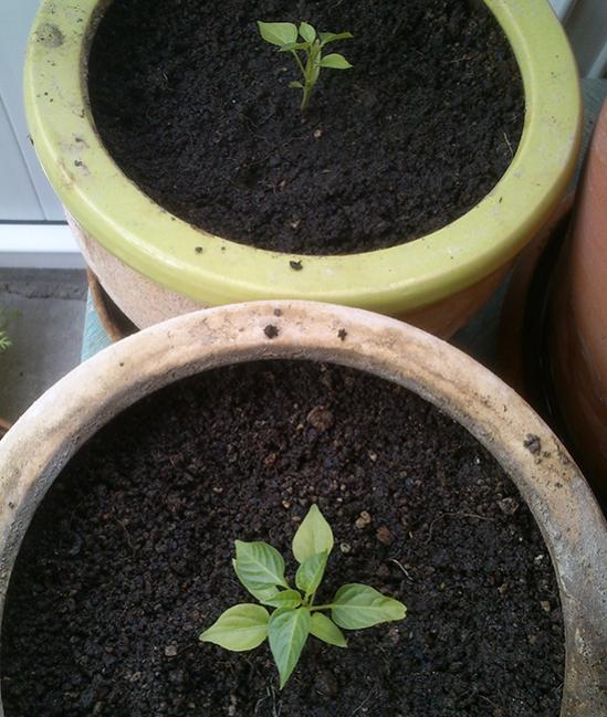 Name:  bhut_jolokia.jpg
Views: 1655
Size:  62.8 KB