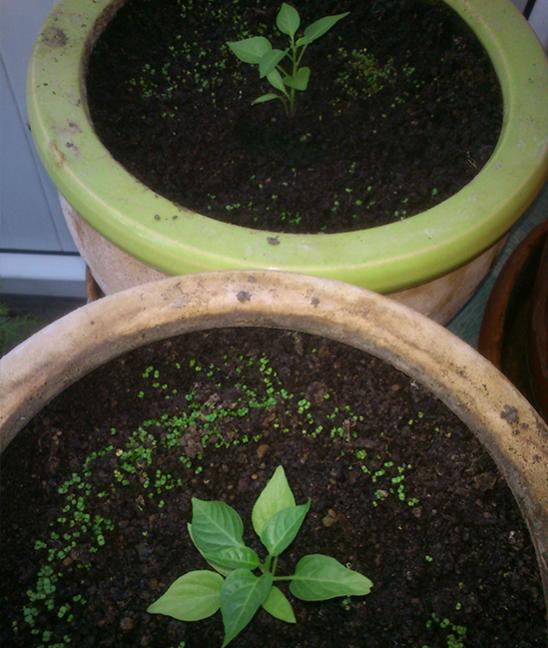 Name:  bhut_biber.jpg
Views: 2255
Size:  53.7 KB