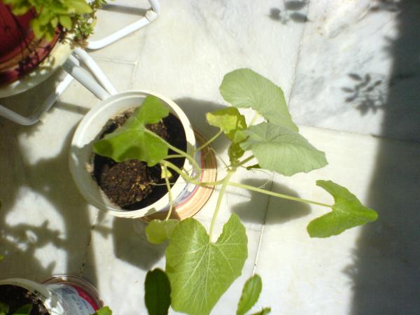 Name:  DSC04704.jpg
Views: 1914
Size:  35.2 KB