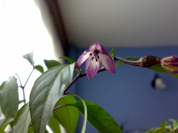 Name:  09102008153.jpg
Views: 1512
Size:  21.7 KB