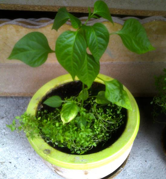 Name:  bhut_jolokia.jpg
Views: 1099
Size:  46.4 KB
