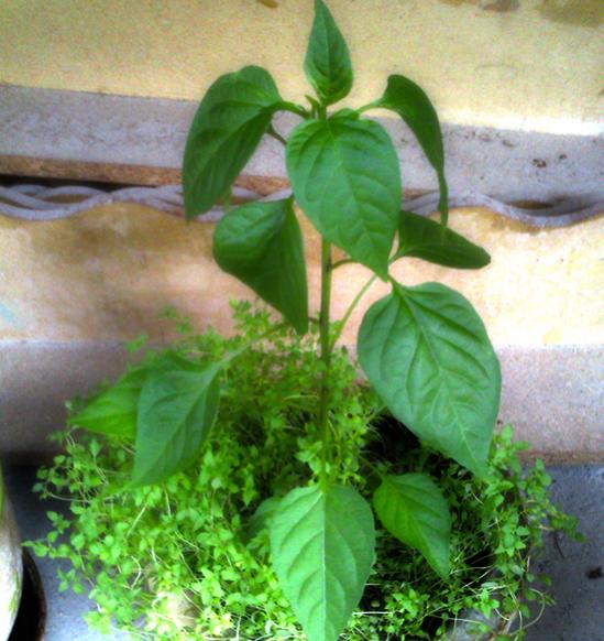 Name:  bhut.jpg
Views: 1077
Size:  53.2 KB