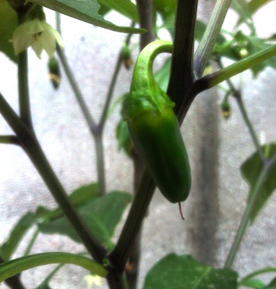 Name:  jalapeno_biber.jpg
Views: 3795
Size:  39.6 KB