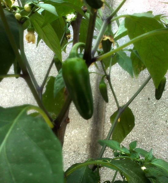 Name:  jalapeno-biber.jpg
Views: 4576
Size:  54.6 KB