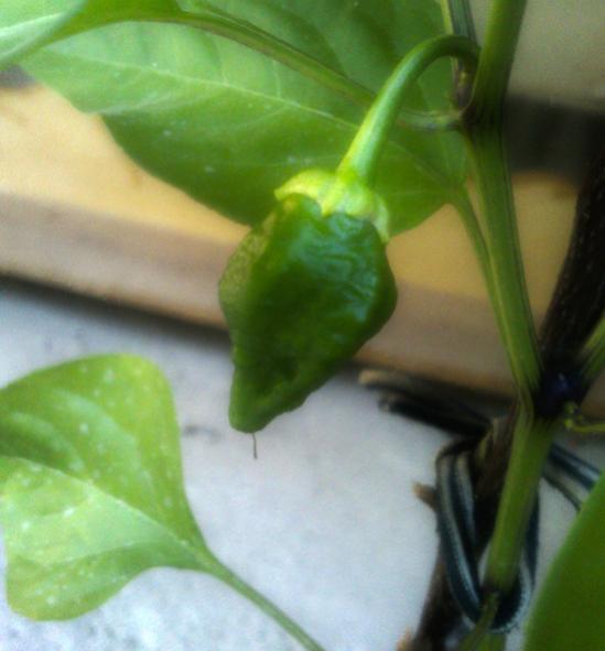 Name:  bhut_jolokia.jpg
Views: 1504
Size:  30.7 KB