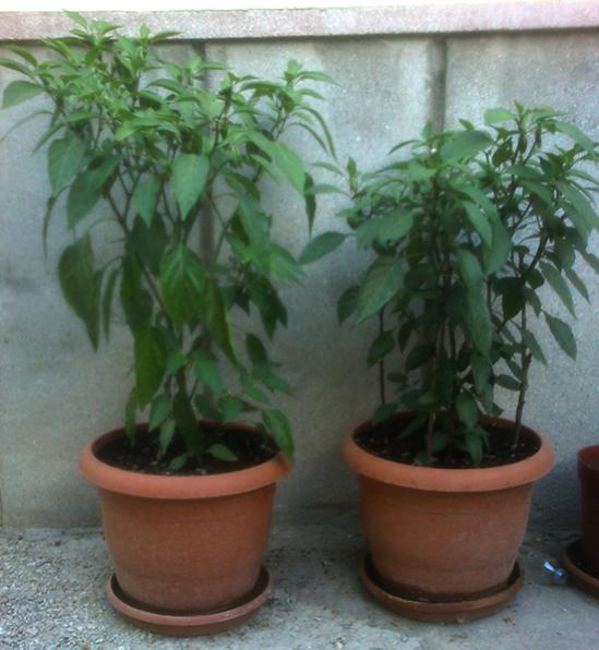 Name:  jalapeno.jpg
Views: 3707
Size:  44.8 KB
