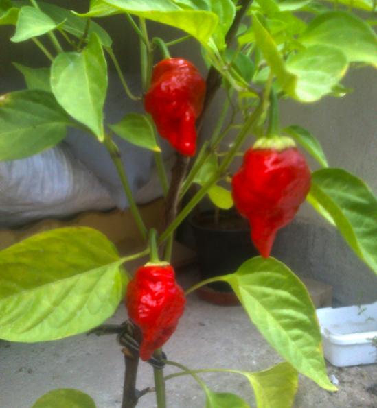 Name:  bhut_jolokia.jpg
Views: 1820
Size:  38.2 KB