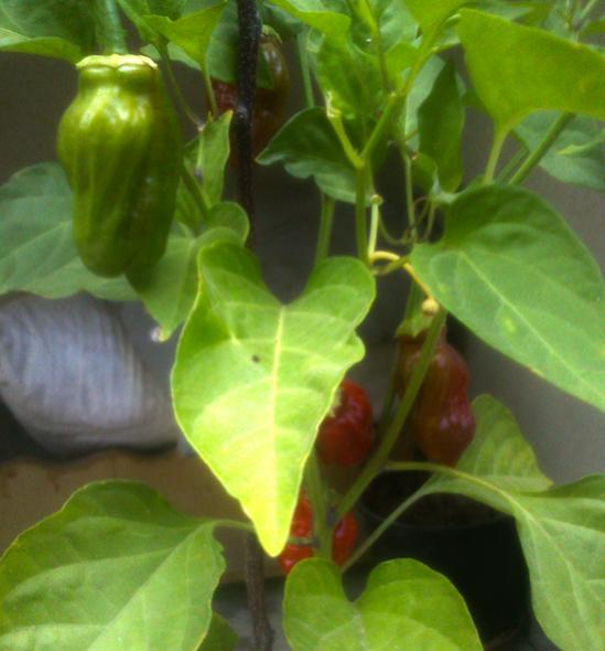Name:  bhut-jolokia.jpg
Views: 1703
Size:  36.4 KB