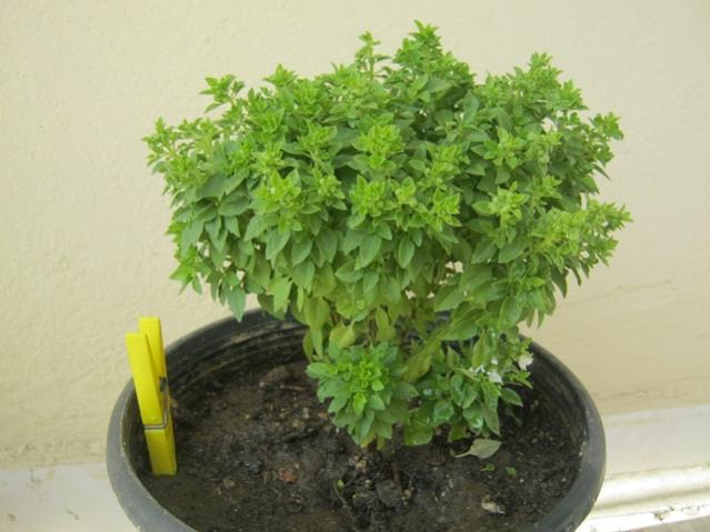 Name:  IMG_0105.jpg
Views: 1529
Size:  41.5 KB