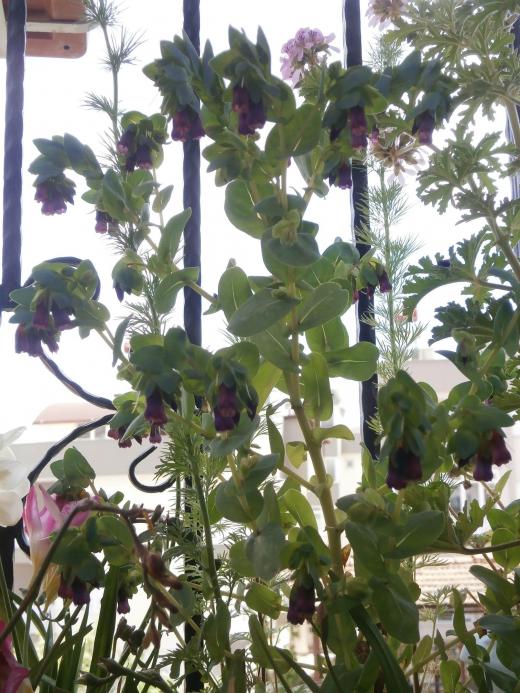 Name:  Cerinthe - Mcevher als_6.jpg
Views: 2883
Size:  76.8 KB