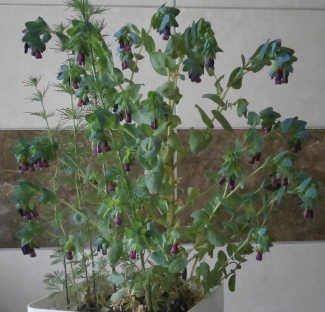 Name:  Cerinthe - Mcevher als_7-.jpg
Views: 2963
Size:  62.2 KB