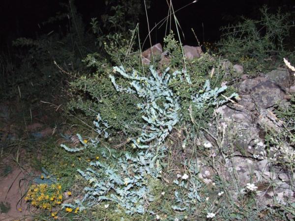 Name:  DSCF2108.jpg
Views: 2334
Size:  71.5 KB