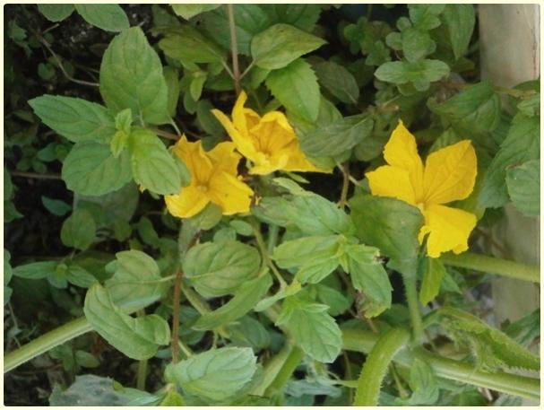 Name:  Salatalk, Hyar (Cucumis sativus).jpg
Views: 2285
Size:  44.5 KB