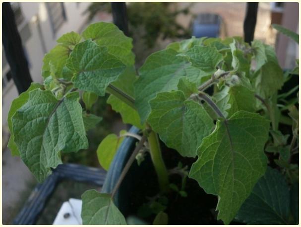Name:  Yer Kiraz (Cape Gooseberry) (Physalis peruviana) (3).jpg
Views: 807
Size:  35.6 KB