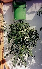 Name:  hangingtomatoes.jpg
Views: 4753
Size:  19.1 KB