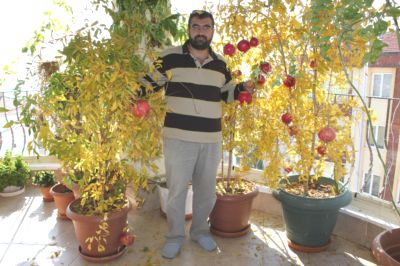 Name:  balkonunu-bahce-yapti-nar-yetistiriyor-3111324_o.jpg
Views: 1291
Size:  31.3 KB